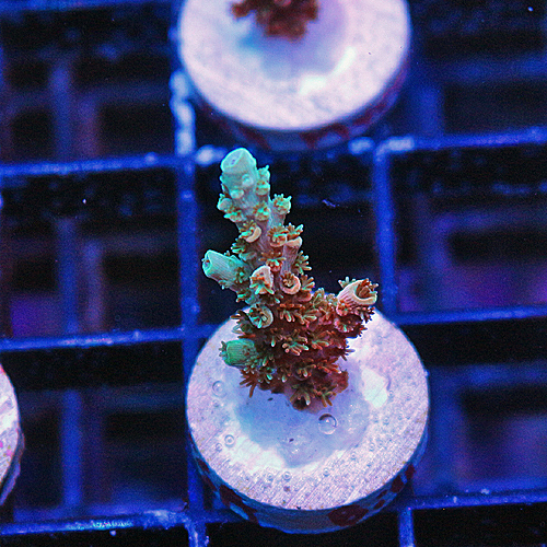 D102 TSA Bill Murray Acropora 229-179.jpg