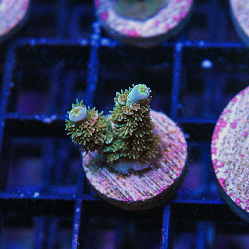 D104 RR Something Spcial Acropora 499-299.jpg