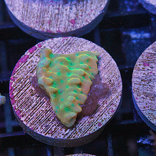 D107 JF Beach Bum Montipora 299-199.jpg