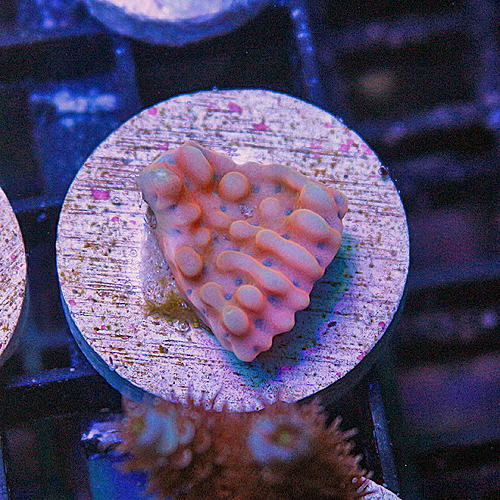 D108 JD Rainbow Nebula Montipora 299-179.jpg