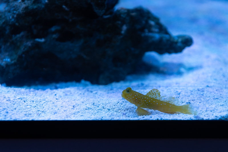 Lemon the Yellow Watchman Goby