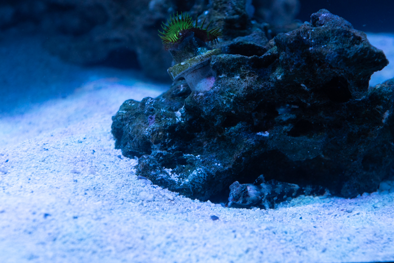 Oreo the Scooter Blenny