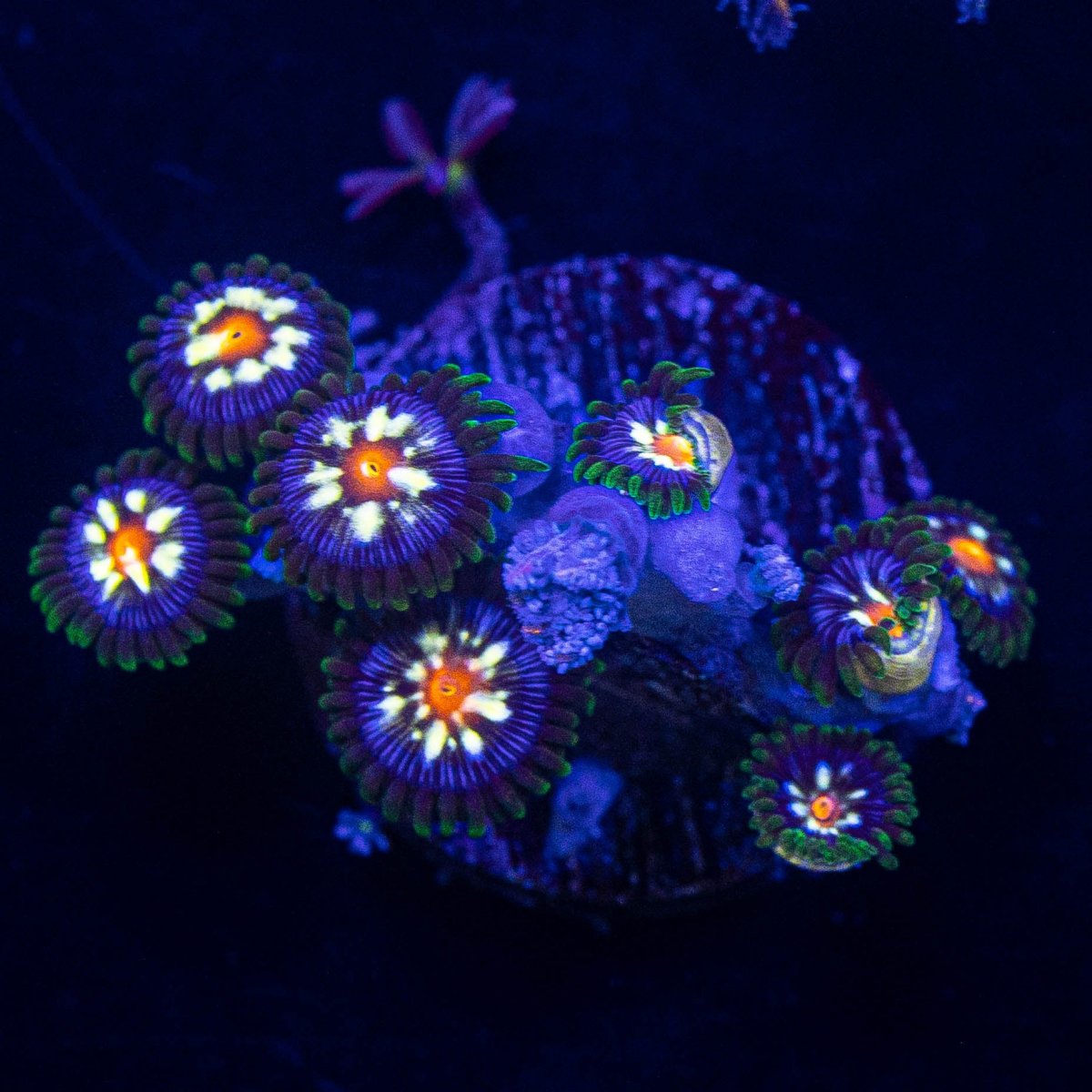 Daisy Cutters Zoa.jpg