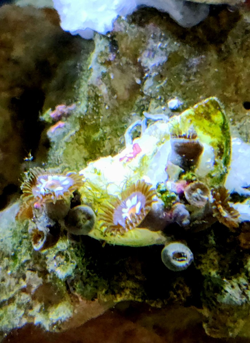 Dasiy zoas week 11.jpg