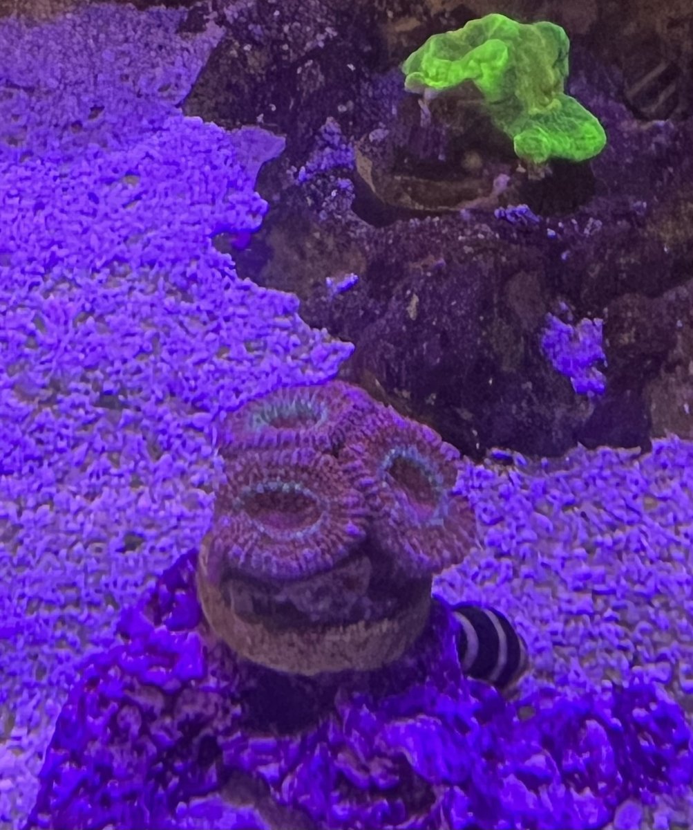 Day 118 acan.jpg