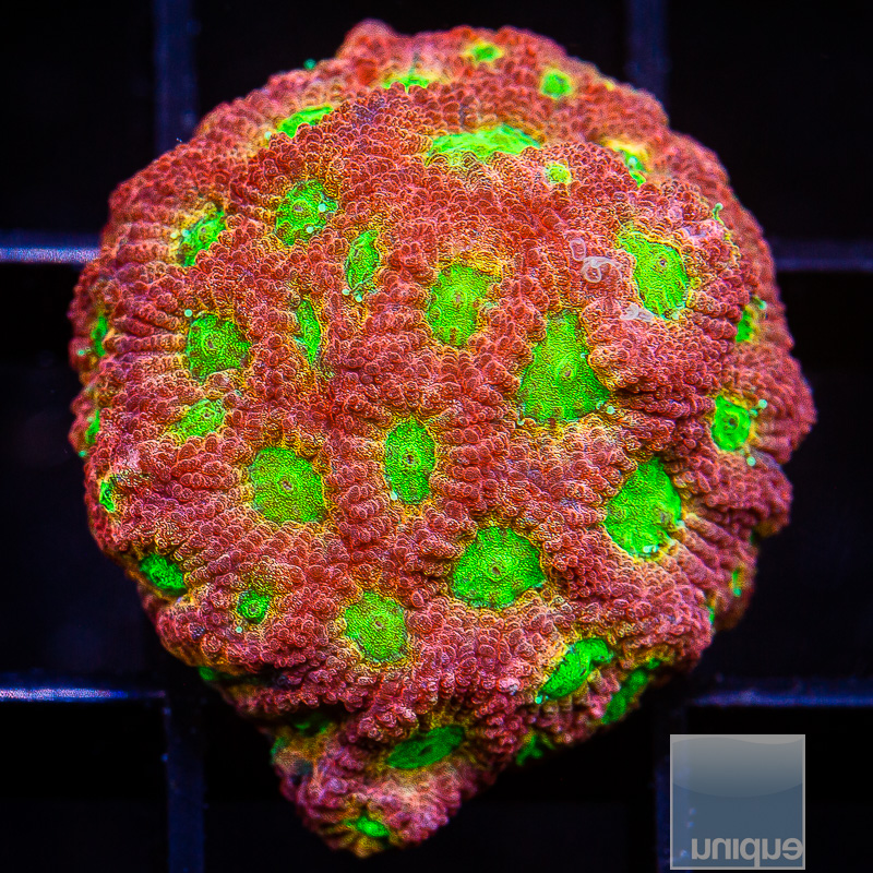 Dayglo Favia 59 15.JPG