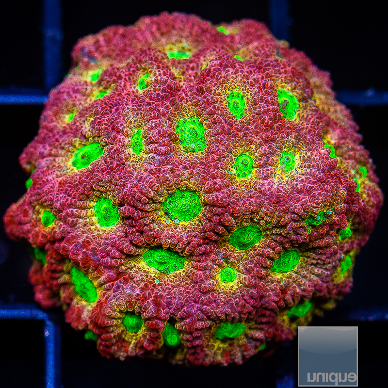 Dayglo Favia 59 20.JPG