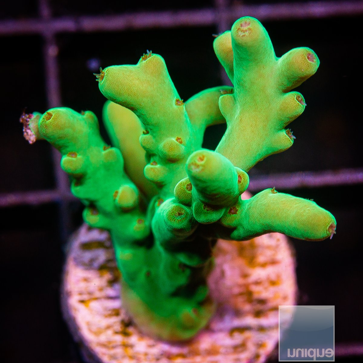 Deepwater Acropora 119 85.JPG