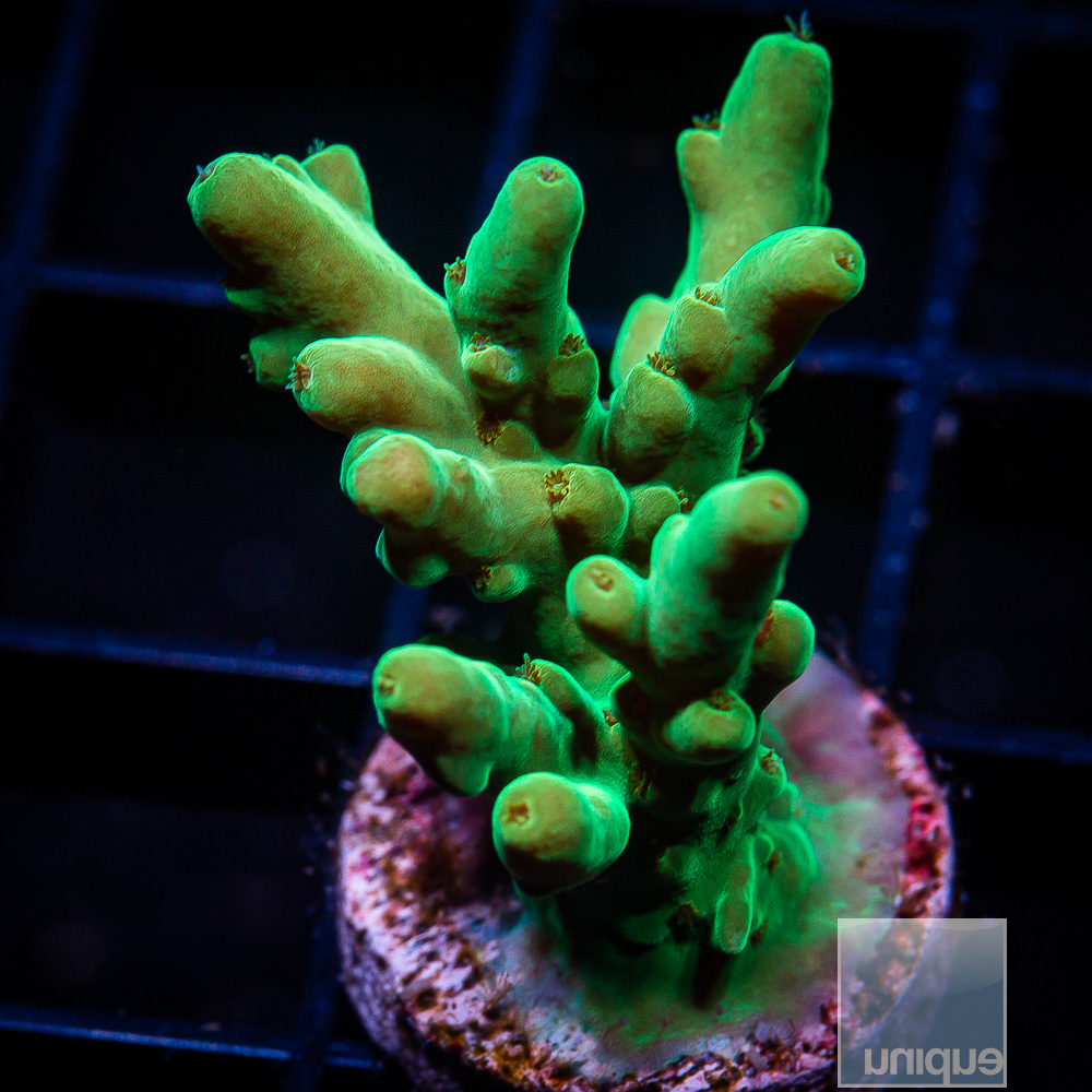 Deepwater Acropora 59 36.JPG