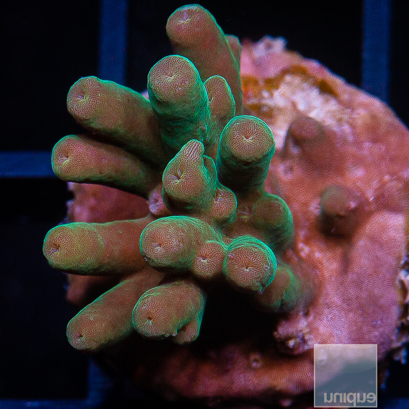 Deepwater Acropora 59 5.JPG