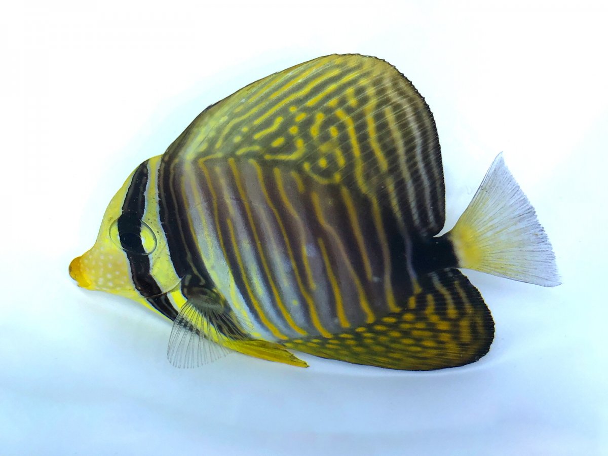 Dej Sailfin.jpg