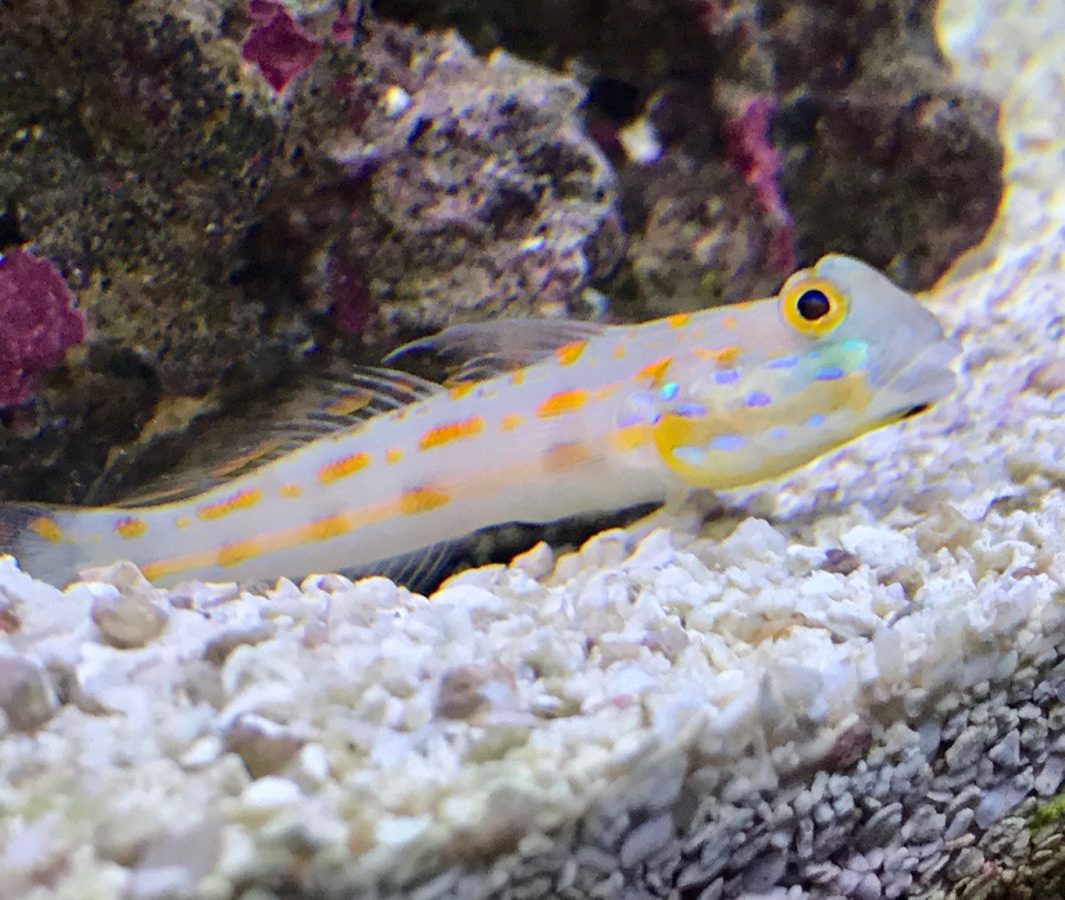 Diamond-Goby-e1557201383599.jpg