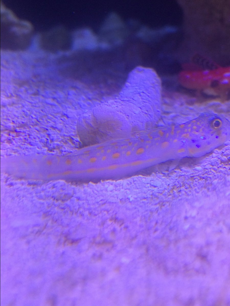 diamond goby.JPG