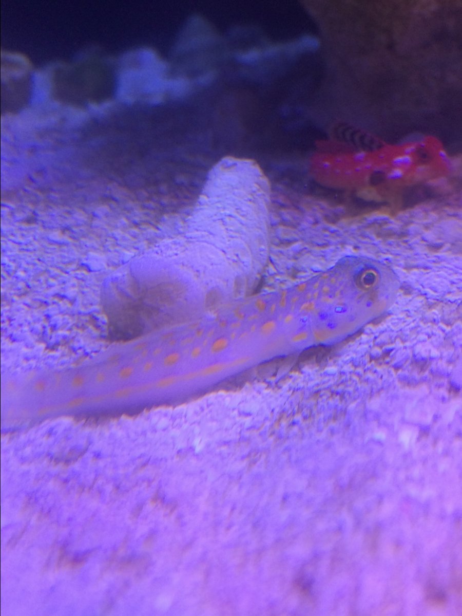 diamond goby today.JPG