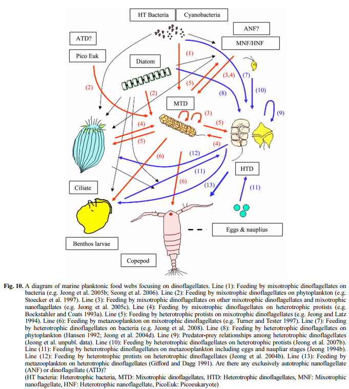 Dinos food web.png