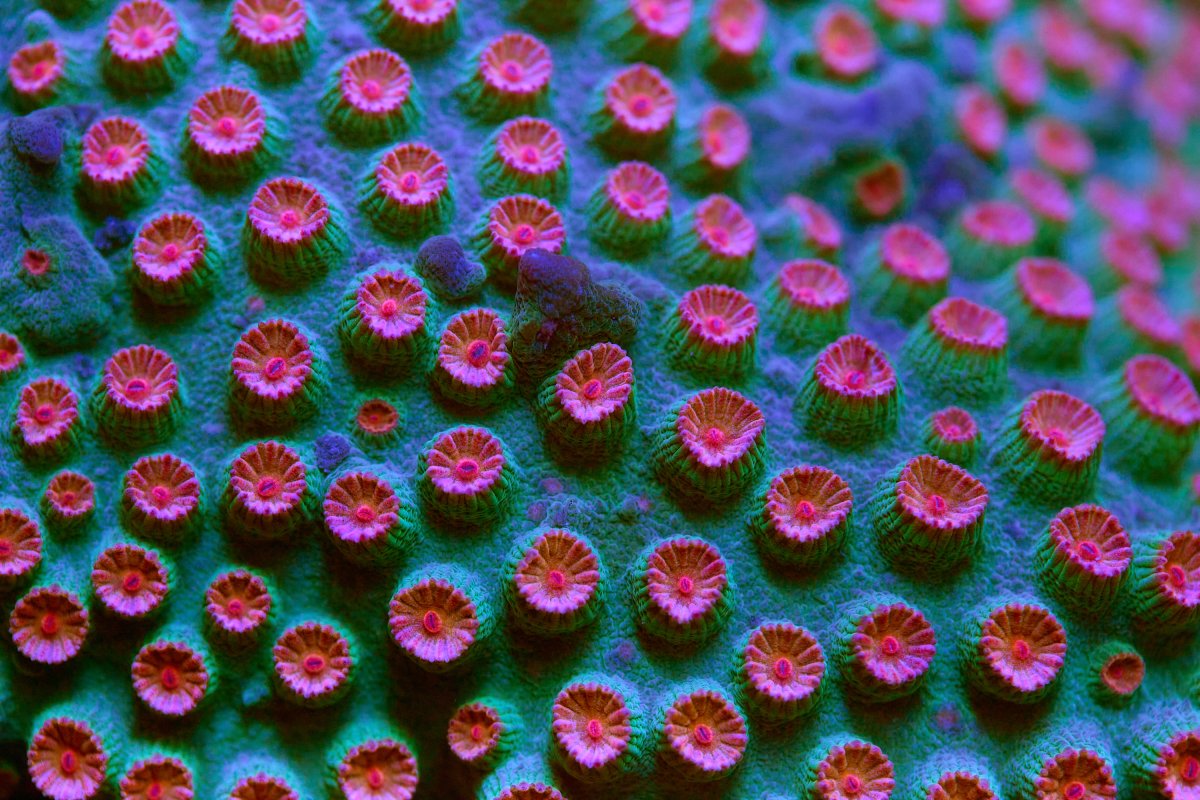 discover-corals-cincinnati 17.jpg