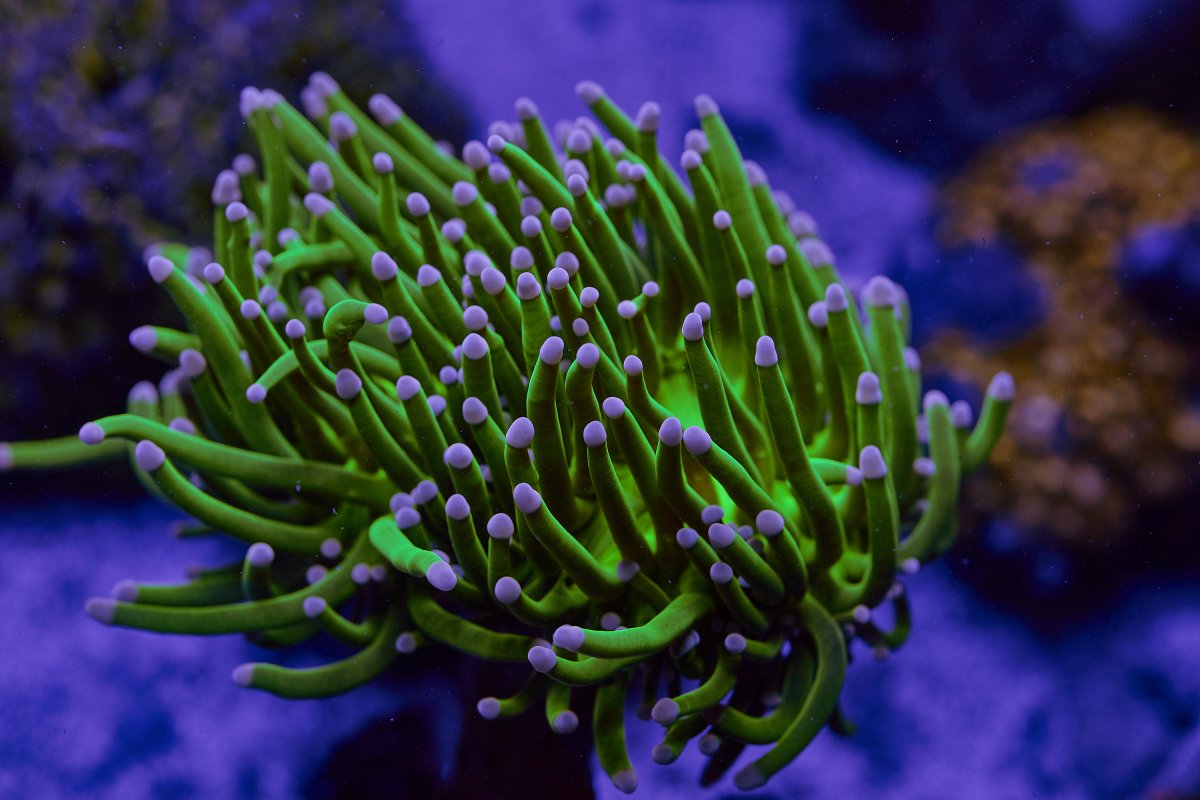 discover-corals-cincinnati 29.jpg