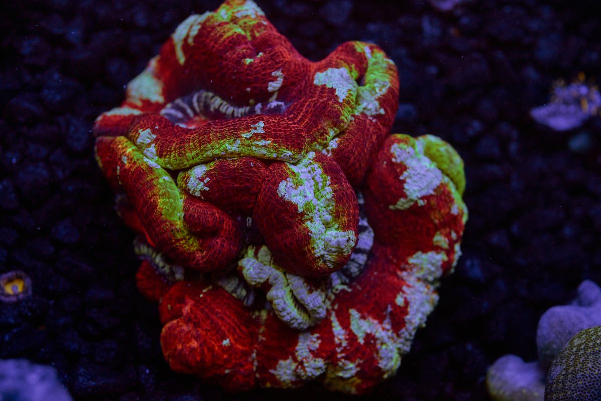 discover-corals-cincinnati 55.jpg