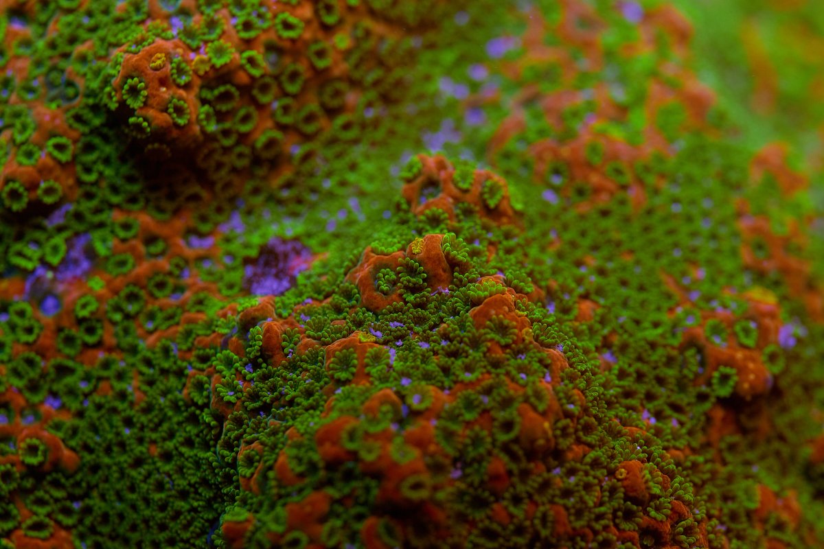 discover-corals-cincinnati 7.jpg