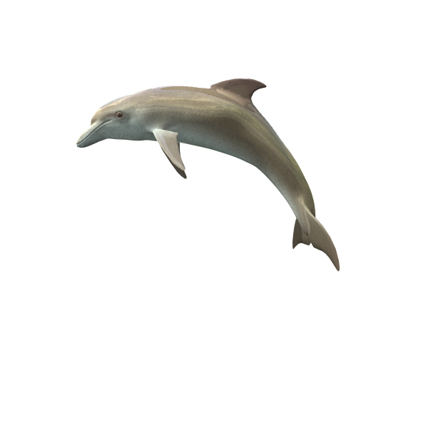 dolphin.png