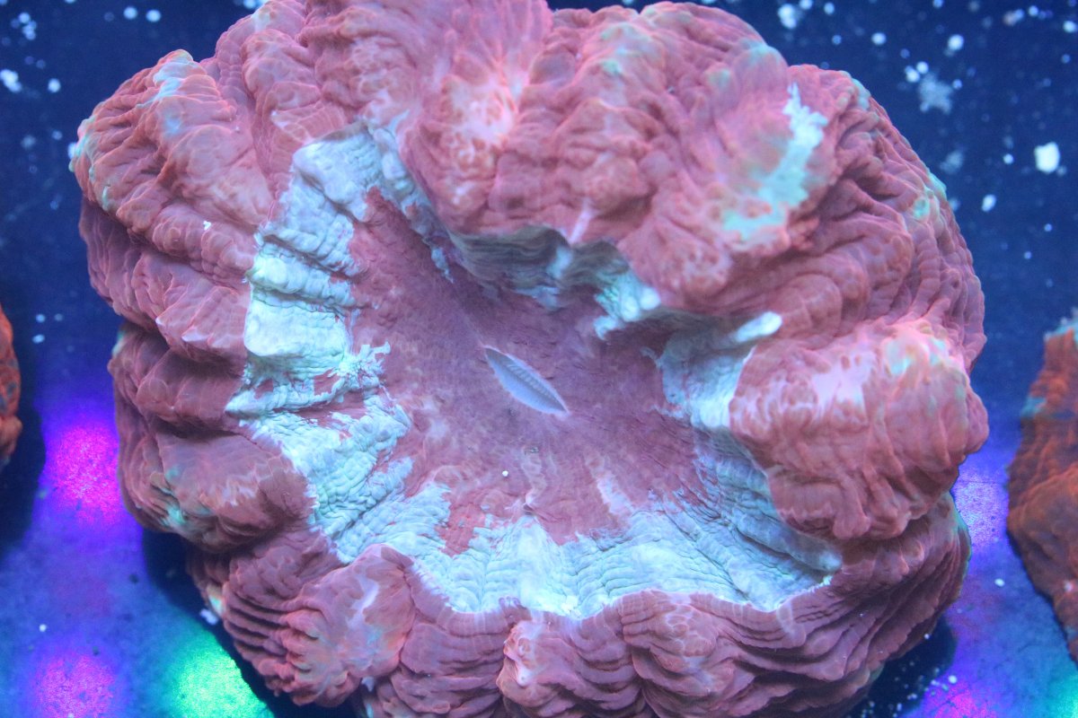 DONUT CORAL 2.jpeg