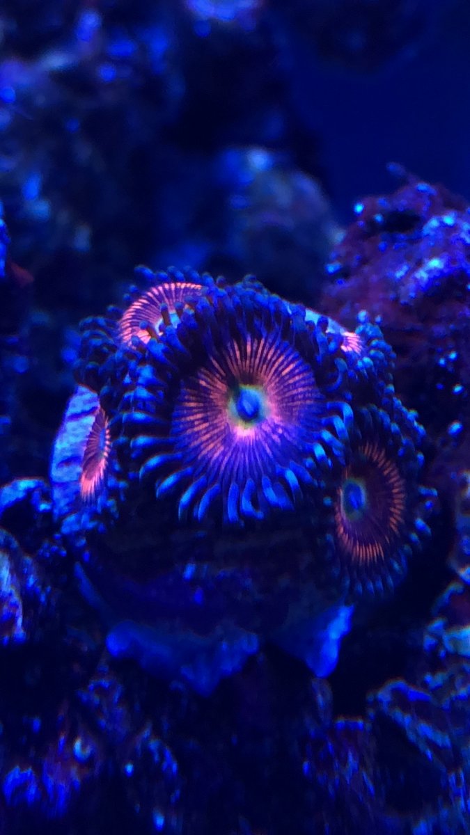 dope zoa.JPG