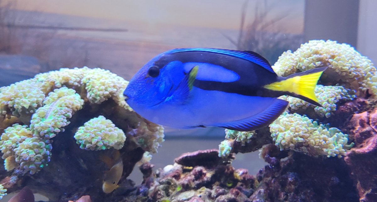 Dory.jpg