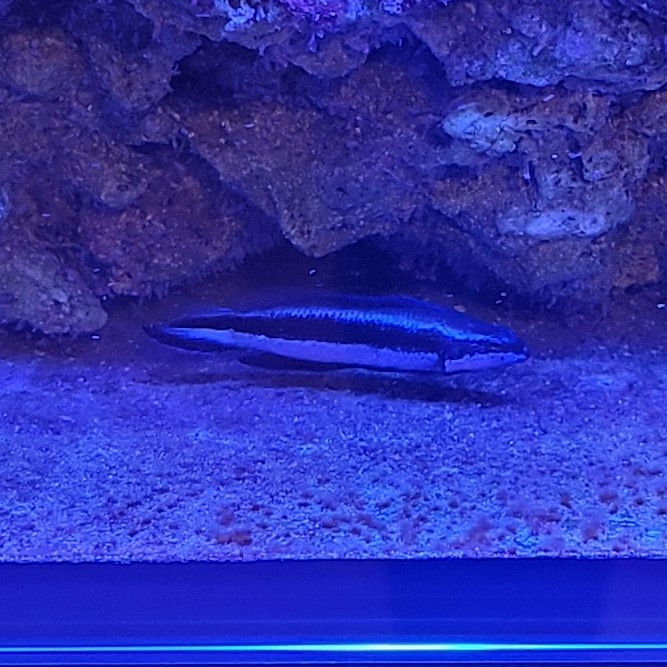 Dottyback 1.jpg