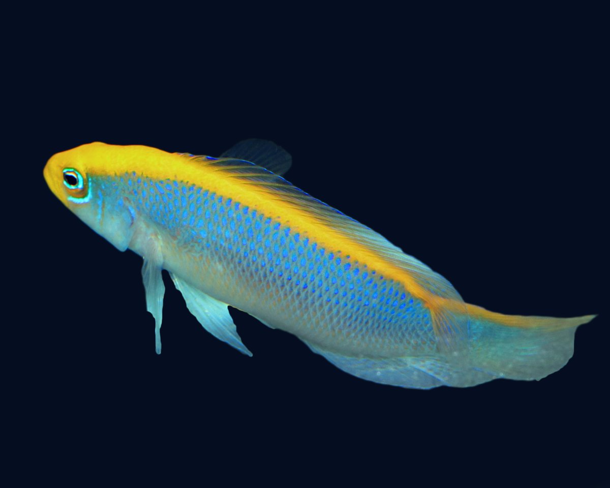 dottyback.JPG