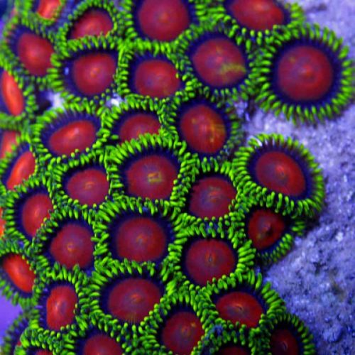 Dragon-eye-Zoanthids-500x500.jpg