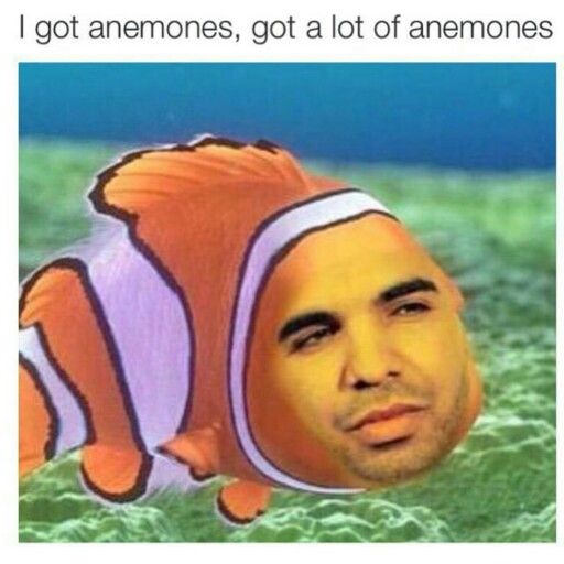 drake .jpg