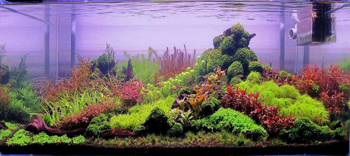 Dutchscape_tombarr120gallon_1600x.jpg