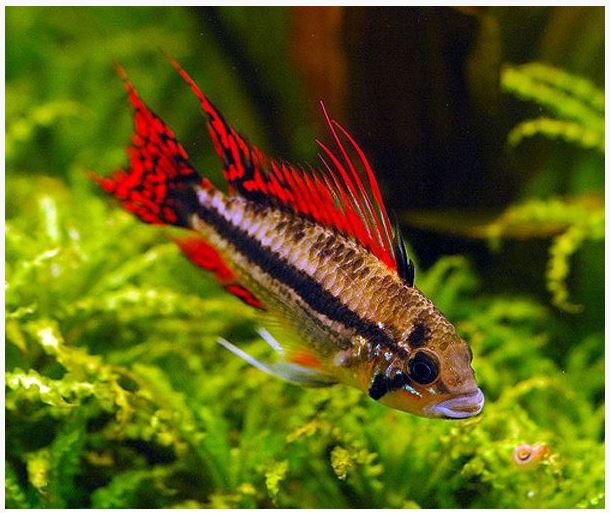 Dwarf-Triple-Red-Cacatuoides-Cichlid.jpg