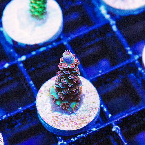 E101 RR Optimus Prime Acropora 699-399.jpg