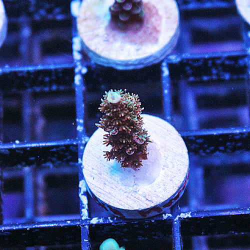 E102 TSA Bill Murray Acropora 229-149.jpg