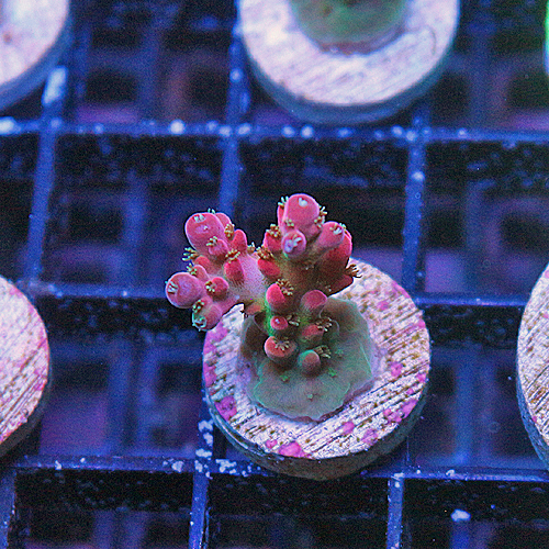 E104 UC Red Velvet Acropora 229-179.jpg