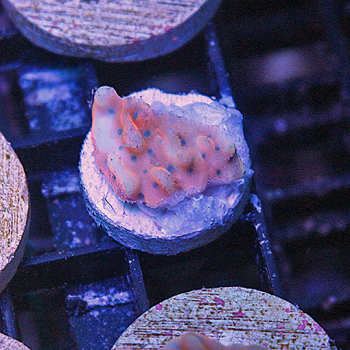 e108 JD Rainbow Nebula Montipora 299-179.jpg