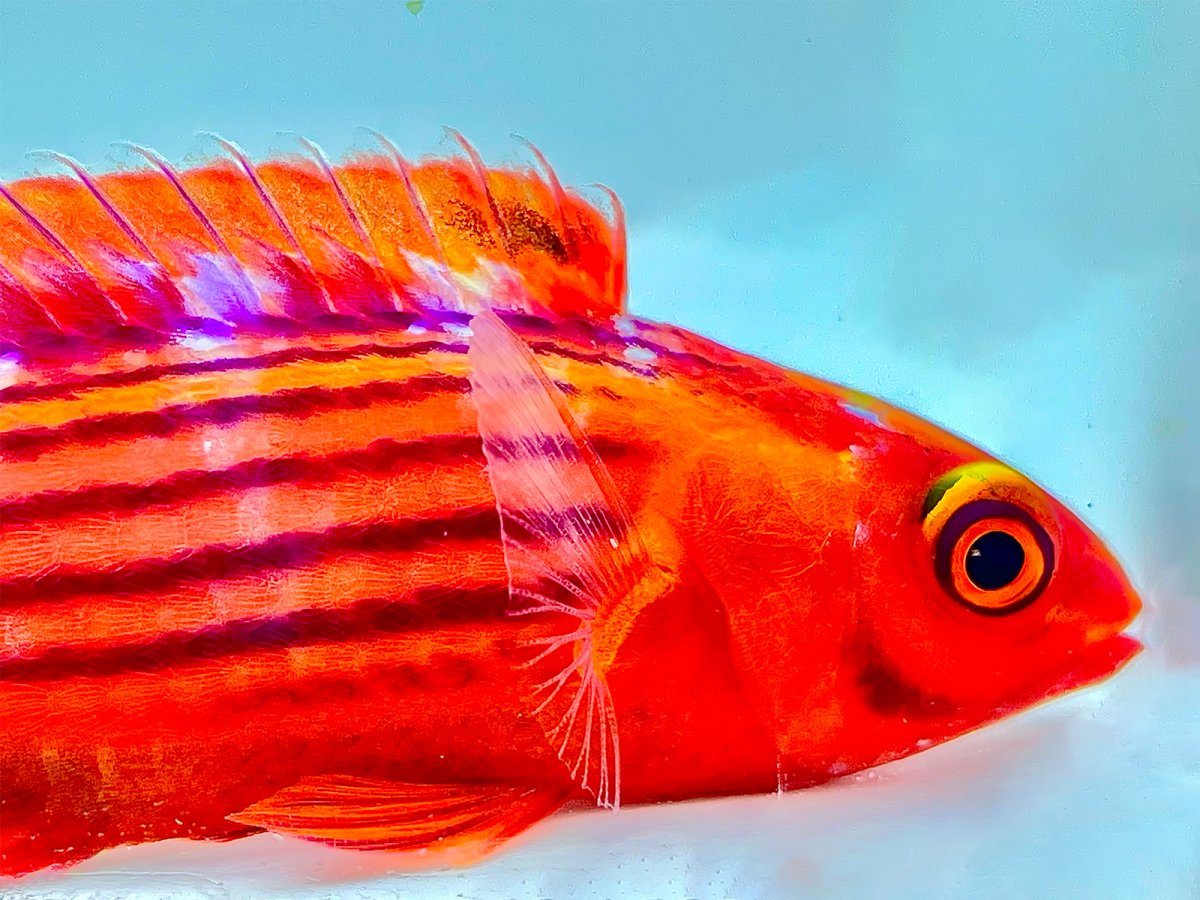 Earl's Wrasse 9.jpg