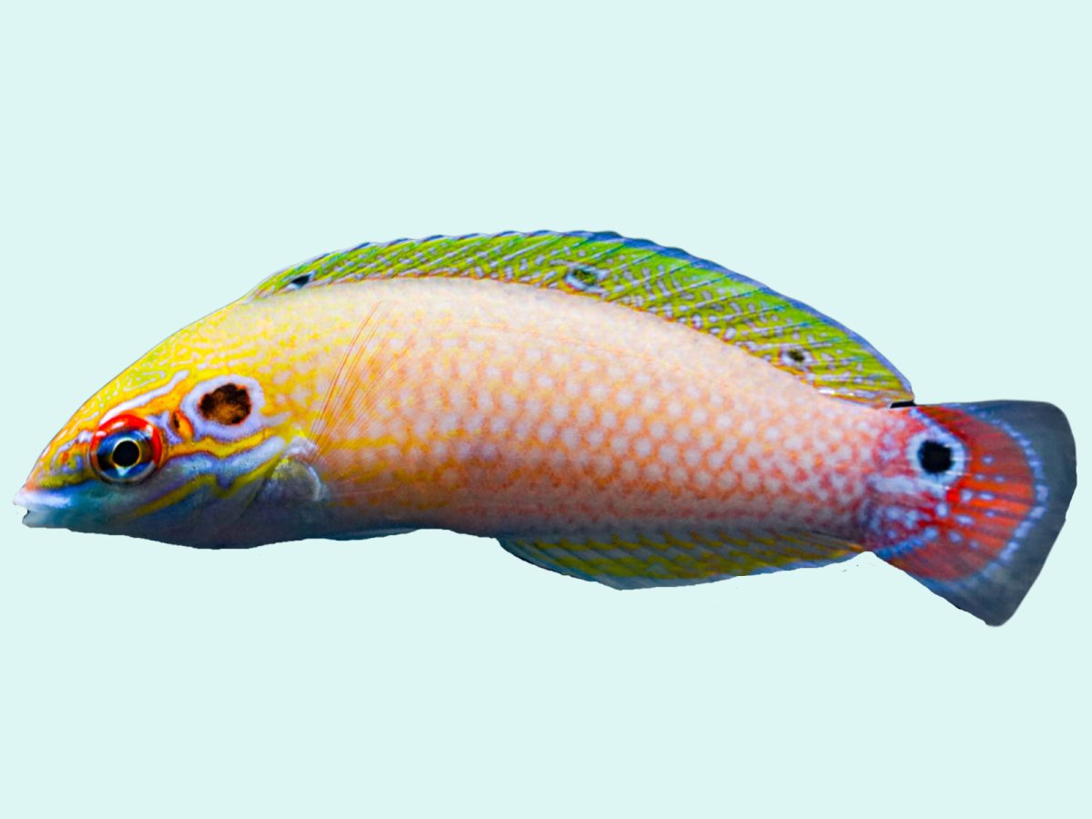 Earmuff Wrasse.jpg