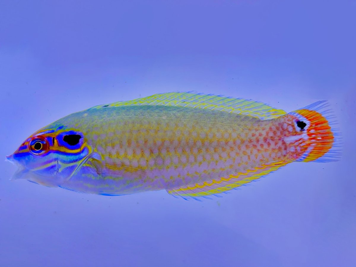 Earmuff Wrasse.jpg