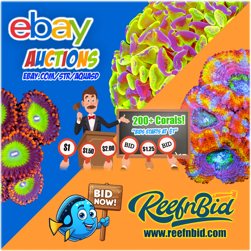 Ebay-RnBid-08-30-24.png