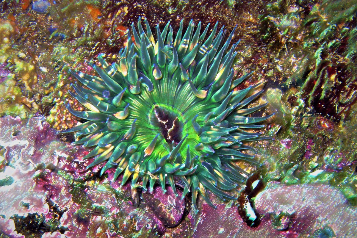 Edited Sea Anemone2.jpg