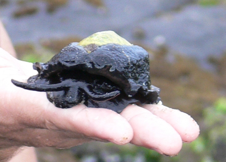 elephant-snail-scutus-antipodes.jpg