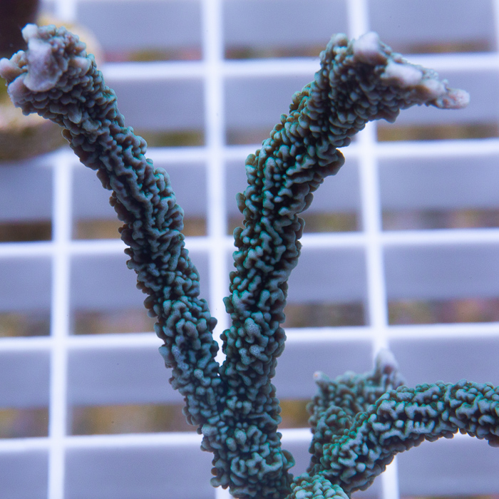 elkhorn montipora-15-30.jpg