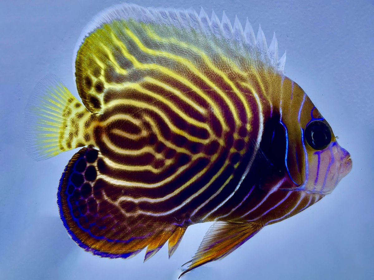 Emperor Angelfish Transitioning.jpg