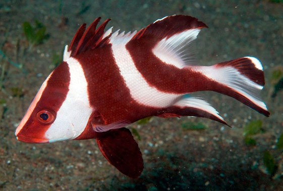 Emperor-Red-Snapper.jpg