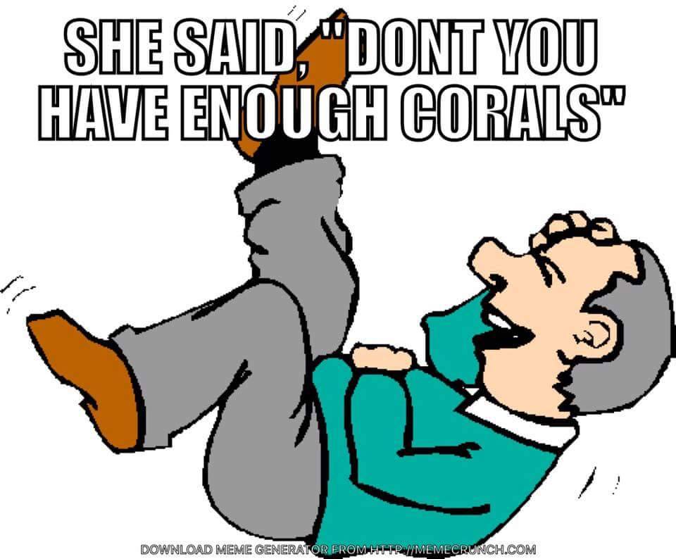 enough corals.jpg