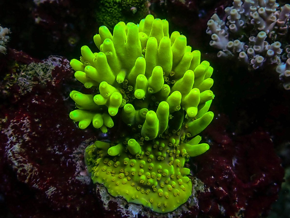 EpicAquaculture_GreenCorals.jpeg