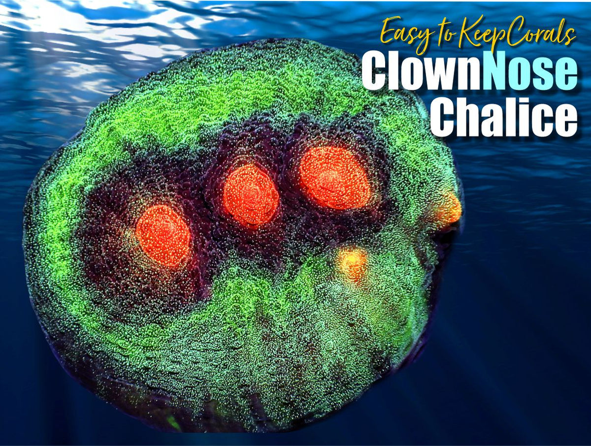 ETK_Clown_Nose_Chalice_Coral_Frag_1200x.jpg