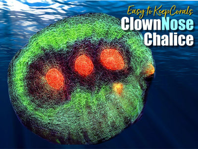 ETK_Clown_Nose_Chalice_Coral_Frag_400x.jpg